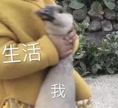 1642995157172434.jpg 10.jpg